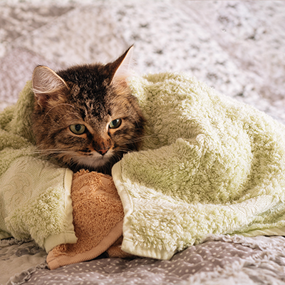 Cool Cat Spa Package