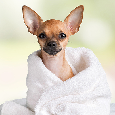 Cool Dog Spa Package